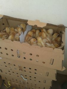 baby chicks packed 50 in a box