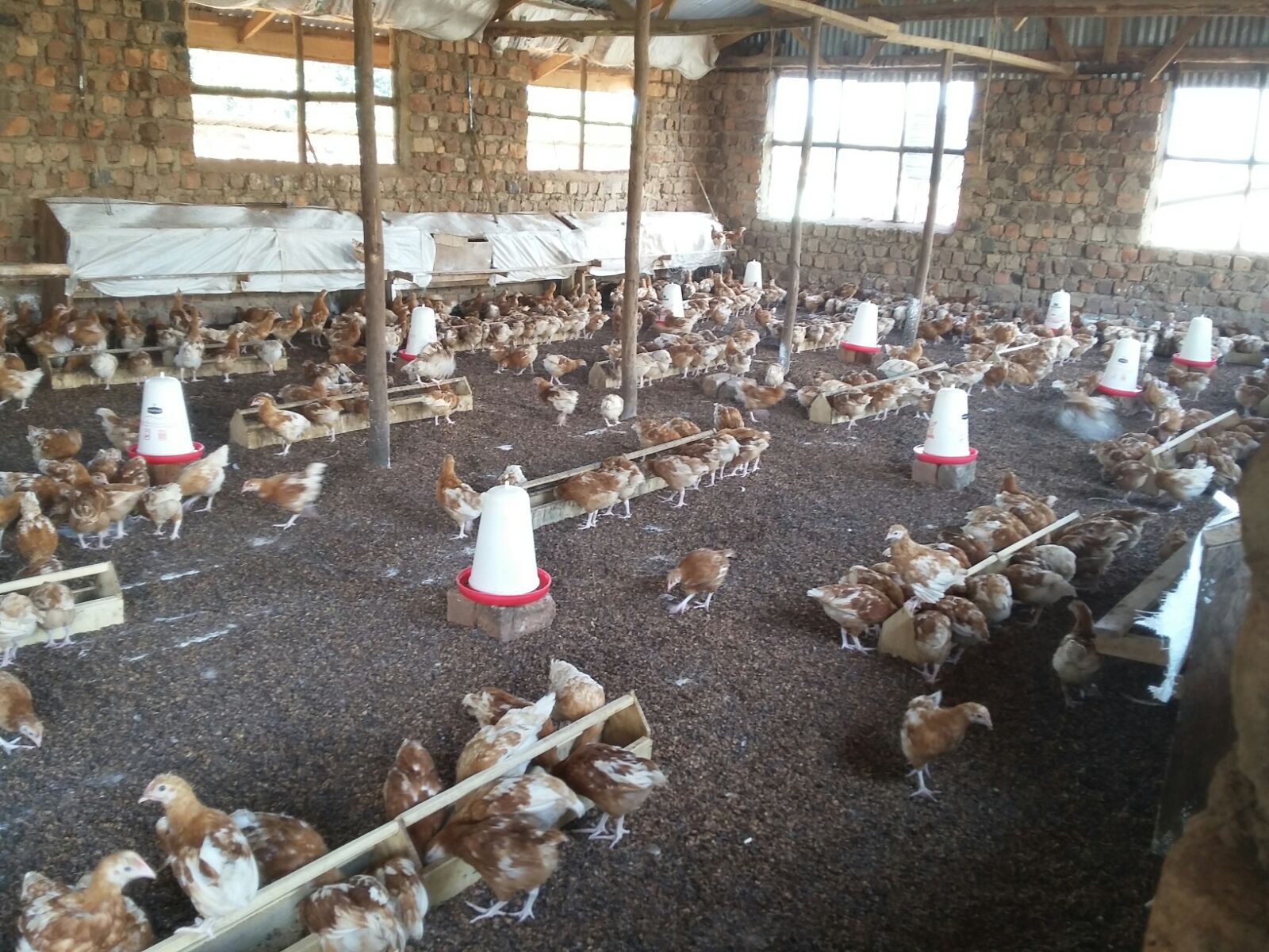 Happy Spacious Birds Upper End 