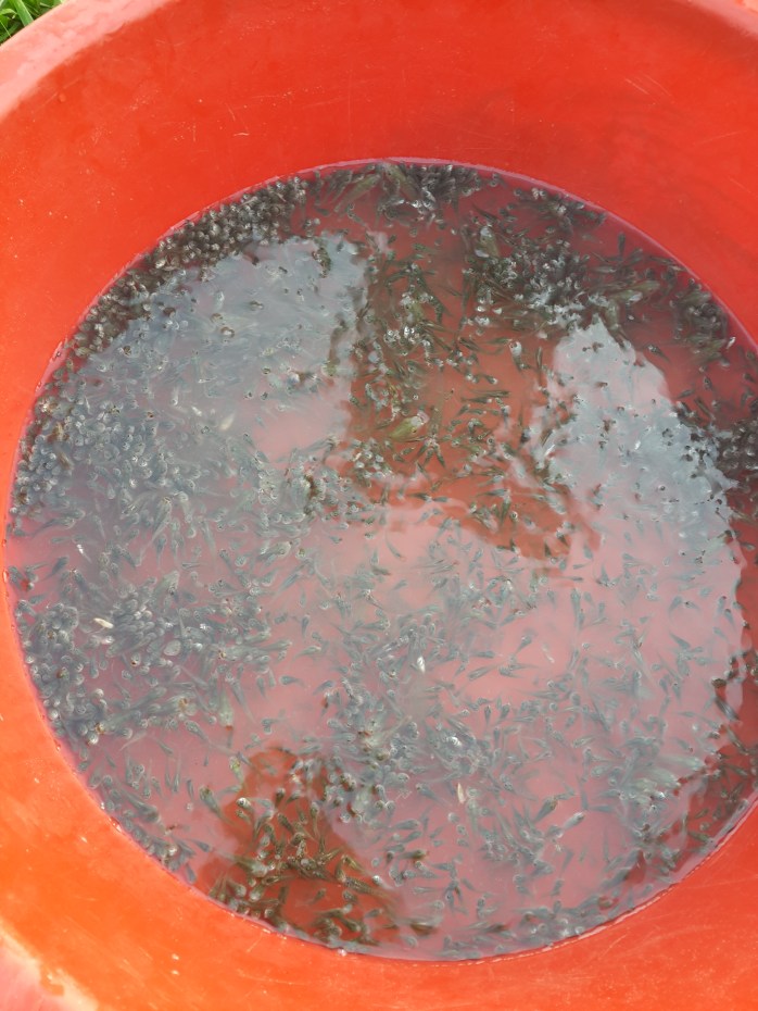 Counted fry ready for packaging - 1