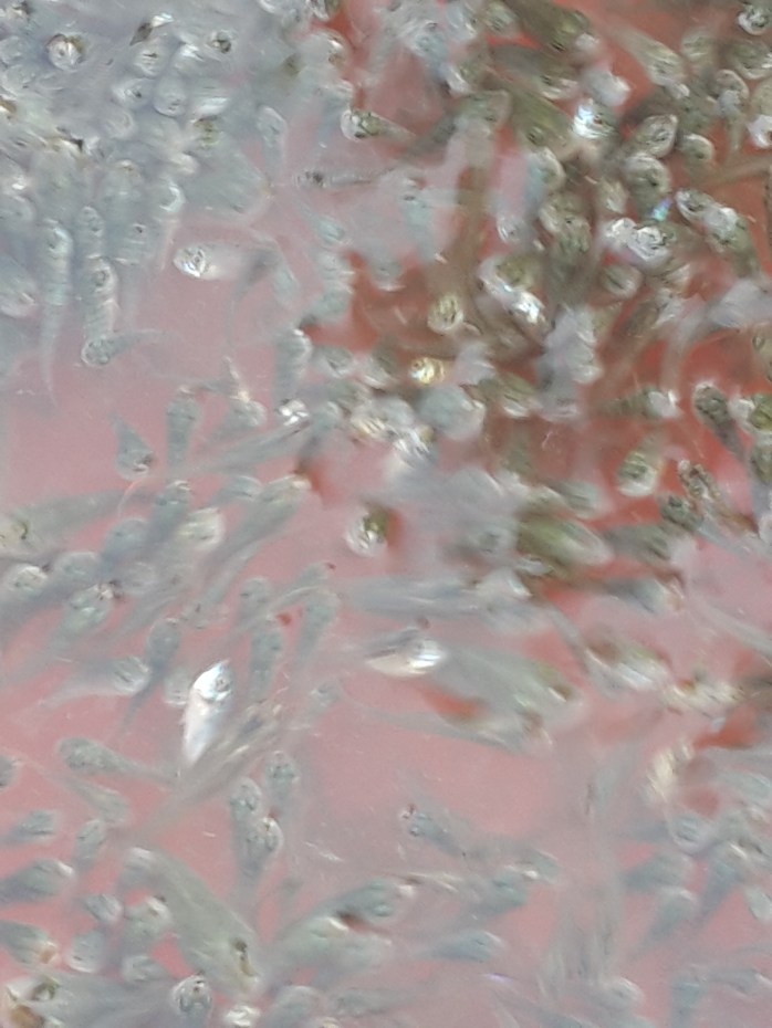 Counted fry ready for packaging - Closeup