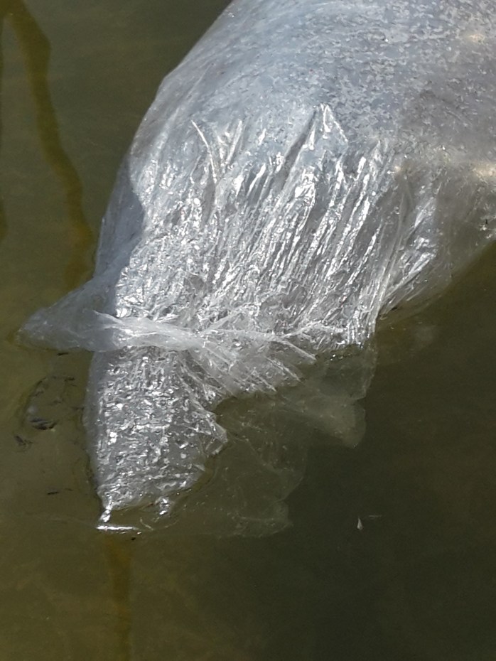 Releasing the fry into their new home