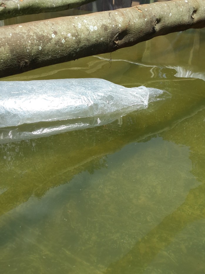 Releasing the fry into their new home - no hurry