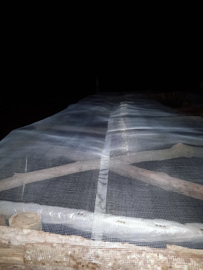 Net for protection from predators - monkeys, lizards, birds