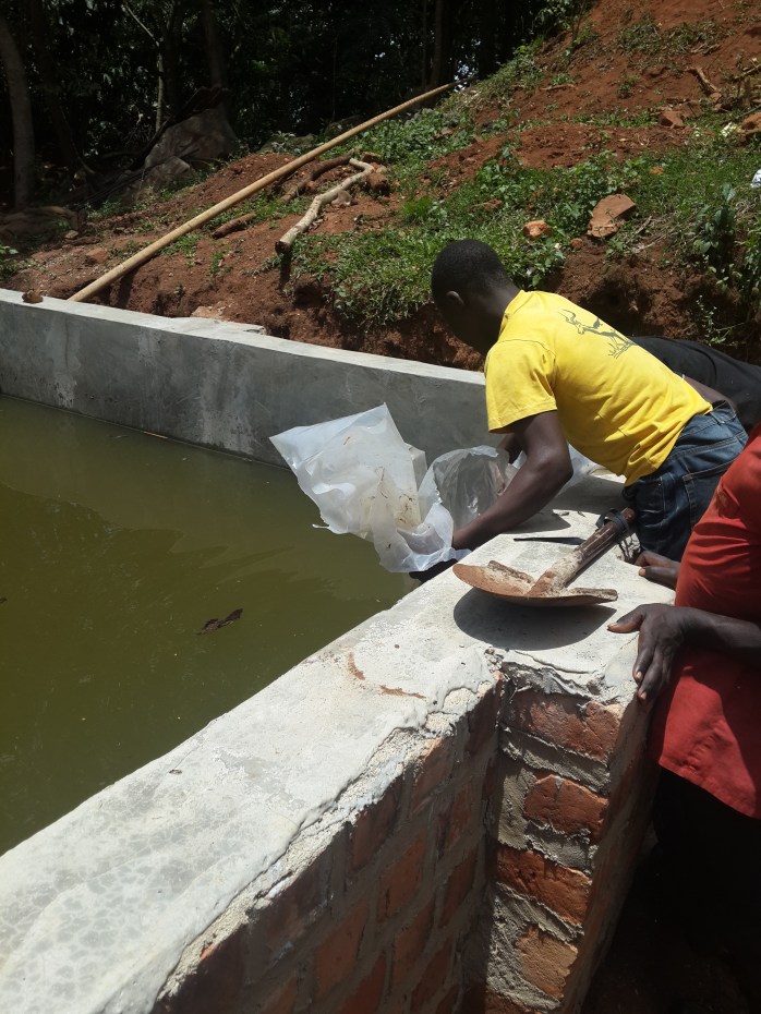 Putting the fish in their new home 