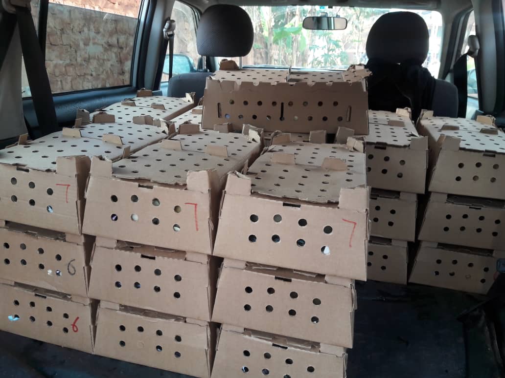 Transport to a new home