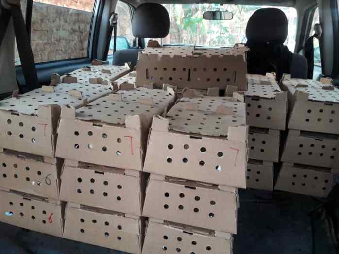 Transport to a new home